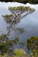 NEW ZEALAND, Fiordland National Park. Dark Cloud Range. Lakeside Silver Beech & Pink Pine.