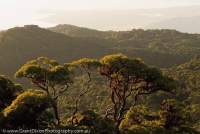 AUSTRALIA, Queensland, Far North, Daintree River National Park. Highland heath and rainforest, with Leptospermum wooroornooran, above Mossman Gorge, Wet Tropics World Heritage Area.