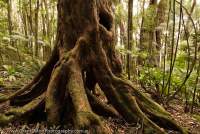 AUSTRALIA, Queensland, Far North, Daintree River National Park. Rainforest tree, Mossman River headwaters, Wet Tropics World Heritage Area.