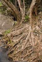 AUSTRALIA, Queensland, Far North, Daintree River National Park. Roots splay across riverside rocks, upper Daintree River, Wet Tropics World Heritage Area.