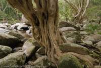 AUSTRALIA, Queensland, Far North. Water gum (Tristaniopsis exiliflora), Adeline Creek, Mt Windsor Tableland, Wet Tropics World Heritage Area.