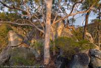 AUSTRALIA, Queensland, Far North. Lemon-scented Gum (Eucalyptus citriodora) woodland at sunset, western escarpment of Mt Windsor Tableland.