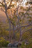 AUSTRALIA, Queensland, Far North. Woodland at sunset, western escarpment of Mt Windsor Tableland.