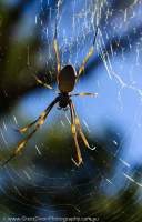 AUSTRALIA, Queensland, Cape York Peninsula. Golden Orb-web spider (Nephila sp.).