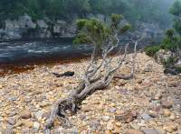 Lower Franklin River, Franklin-Gordon Wild Rivers National Park, Tasmanian Wilderness World Heritage Area.
