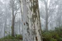 Misty eucalypt forest, Mt Feathertop, Alpine National Park, Victoria.