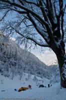 INDIA, Uttaranchal, Govind National Park. Winter camp in birch and conifer forest, Rupin valley.