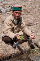 INDIA, Uttaranchal, Ruinsara Lake. Local man with mountain thistle, roots are eaten and are a good source of vitamin C.