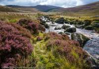 Heather and stream, Wicklow Mountains, County Wicklow, Ireland.