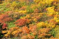 Autumn colours, Numa-Meguri trail, Kogen Onsen, Daisetsuzan National Park, Hokkaido, Japan.