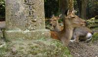 Free-range deer resting amongst stone lanterns, Nara-koen, Nara, Japan.