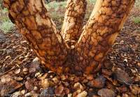 Scorched bark, Munjina Gorge, Hamersley Range, Karijini National Park, Western Australia.
