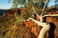 Twisted tree on Dales Gorge escarpment, Hamersley Range, Karijini National Park, Western Australia.