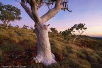 Snappy Gum & spinifex at dawn, Hamersley Range, Karijini National Park, Western Australia.