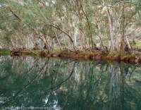 Tree-lined waterhole in upper Wittenoom Gorge, Hamersley Range, Karijini National Park, Western Australia.