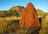 Termite mound at sunset, near Hamersley Gorge, Hamersley Range, Karijini National Park, Western Australia.