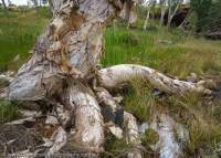 Paperbark tree, Kalamina Gorge, Hamersley Range, Karijini National Park, Western Australia.