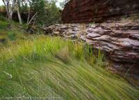 Grass alignment due to waterflow, Kalamina Gorge, Hamersley Range, Karijini National Park, Western Australia.