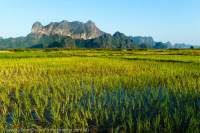 The limestone peak of Mt Zwegabin rises beyond a flooded rice field.