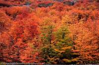 ARGENTINA, Lake District, Comarca Andina, El Bolson. Autumn colour of Lenga (Nothofagus), Hielo Azul circuit walk.