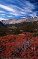 ARGENTINA, Lake District, Parque Nacional Nahuel Huapi, Bariloche. Autumn colour of Lenga (Nothofagus), Arroyo Ruacaco, Nahuel Huapi Traverse walk.