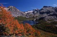 ARGENTINA, Lake District, Parque Nacional Nahuel Huapi, Bariloche. Autumn colour of Lenga (Nothofagus) above Laguna Jakob, Nahuel Huapi Traverse walk.