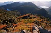 CHILE, Lakes District, Parque Nacional Huerquehue. Highland Pehuen (Araucaria) & Lenga (Nothofagus) trees in autumn.