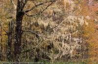 CHILE, Lakes District, Parque Nacional Puyehue. Lenga (Nothofagus) tree in autumn, with Old Man's Beard lichen..