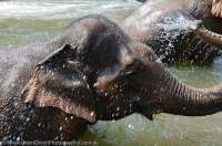 LAOS, Salavan, Tat Lo. Asian Elephant washing after ride.