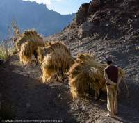 Donkeys bringing in harvested barley to village for threshing, Hemis National Park