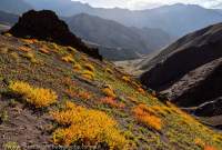 Autumn (Fall) colour of alpine shrubs on slopes below Namlung La (4900m), Hemis National Park.