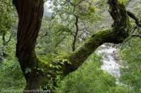 Rainforest tree in lower Tsum Valley, Manaslu Circuit trek, Nepal