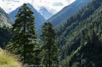 Conifer forest, Tsum Valley, Manaslu Circuit trek, Nepal