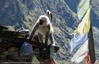 Langur monkey, Tsum Valley, Manaslu Circuit trek, Nepal
