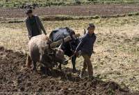 Ploughing field, Tsum Valley, Manaslu Circuit trek, Nepal