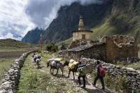 Chorten & pack-horses, Tsum Valley, Manaslu Circuit trek, Nepal