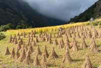 Stooks in harvested field, Tsum Valley, Manaslu Circuit trek, Nepal