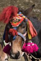 Decorated pack-horse, Manaslu Circuit trek, Nepal