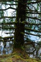 NEPAL, Mugu. Lake-side pine tree, Rara Lake National Park