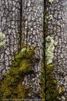 NEPAL, Mugu. Pine tree trunk detail, Rara Lake National Park