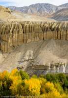 NEPAL. Autumn colour of farmed trees in otherwise barren, dry landscape on north side (rain shadow) of Himalaya Range, Mustang.