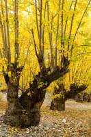NEPAL. Coppiced trees in autumn colour, Mustang.