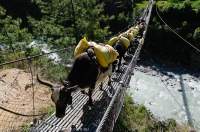 NEPAL. Pack animals cross suspension bridge over Dudh Kosi River.