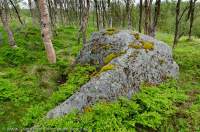 NORWAY, Troms, Lyngsalpan (Lyngen Alps). Glacial erratic boulder in birch forest, Russelvdalen valley.