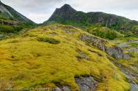 NORWAY, Nordland. Hinnoya. Moss coaked rock outcrops, smoothed by glacial ice, Arsteinen.