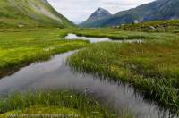 NORWAY, Northern fjords, Sunnmore Alps. Moss-fringed pond, Habostaddalen valley.
