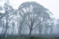 Misty woodland, Skullbone Plains, Central Plateau, Tasmania