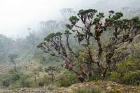 Misty alpine forest, Star Mountains, Papua New Guinea.