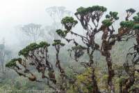 Misty alpine forest, Star Mountains, Papua New Guinea.