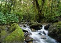 Forest stream near Old Bultemabip, Hindenburg Wall, Papua New Guinea.